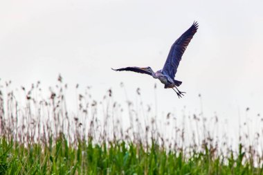 Romanya 'nın Tuna Deltası doğal ortamında gri balıkçıl (Ardea cinerea).