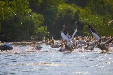 Romanya 'nın Delta Dunarii kıyısında dinlenen beyaz pelikan sürüsü (Pelecanus erythrorhynchos).