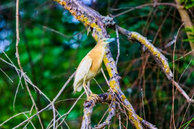 Altın balıkçıl (ardeola ralloides doğal ortamlarında)