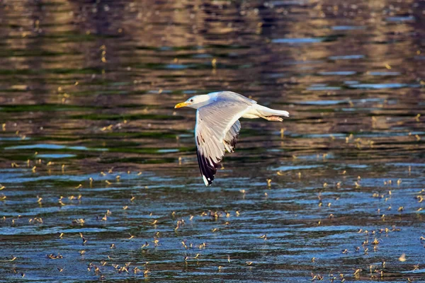 Una Gaviota Delta Del Danubio Vuelo —  Fotos de Stock