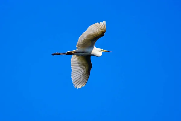 Aigrette Blanche Vol Dans Delta Danube Roumanie — Photo