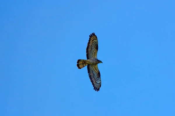 Белохвостый Орел Haliaeetus Albicilla Полете — стоковое фото