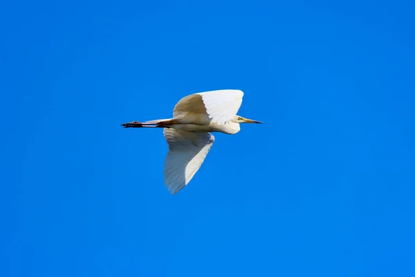 Bílý Volavka Letu Deltě Dunaje Rumunsku — Stock fotografie
