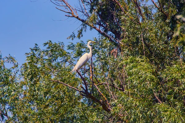 white egret standing in the Danube Delta in Romania.