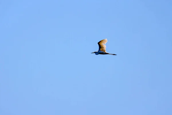 White Egret Flight Danube Delta Romania — Stockfoto