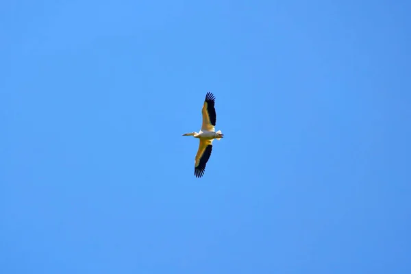 Pelikan Som Flyger Donaudeltat — Stockfoto