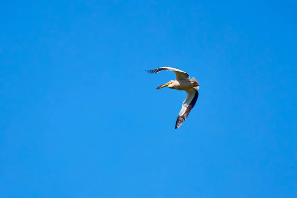 Pelikán Letící Přírodním Prostředí Delty Dunaje — Stock fotografie
