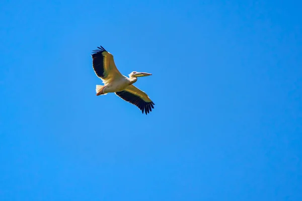 Een Pelican Vliegen Natuurlijke Omgeving Van Donaudelta — Stockfoto