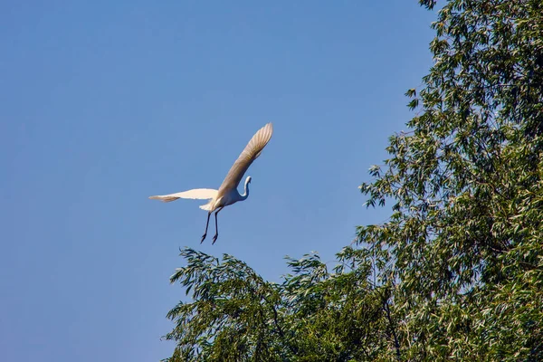 Garza Blanca Vuelo Delta Del Danubio Rumania — Foto de Stock