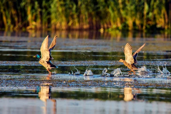 Wilde Eend Natuurlijke Omgeving Van Donaudelta — Stockfoto
