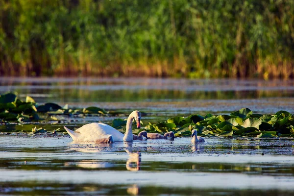 Par Cisnes Con Polluelos Lago —  Fotos de Stock