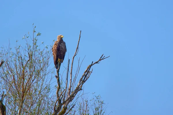 Águila Cola Blanca Haliaeetus Albicilla Árbol —  Fotos de Stock