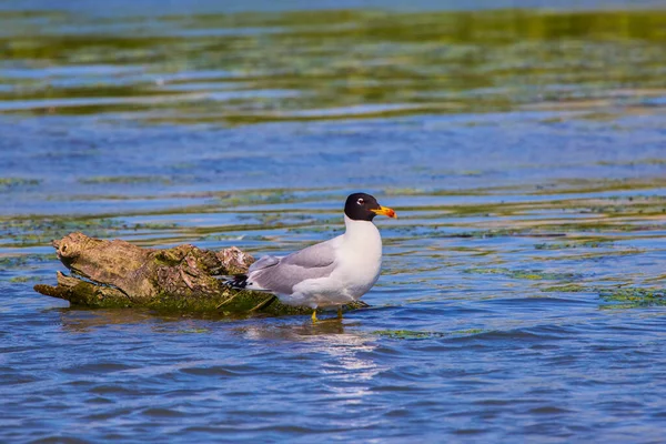 Zeemeeuwen Donaudelta Vanuit Roemenië — Stockfoto