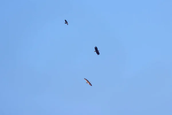 Águila Cola Blanca Haliaeetus Albicilla Vuelo —  Fotos de Stock