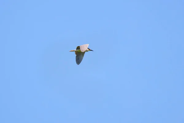 Night Heron Svart Krönade Night Heron Nycticorax Nycticorax Nachtreiher — Stockfoto