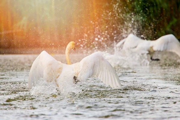 Zwanen Natuurlijke Omgeving Van Donaudelta — Stockfoto