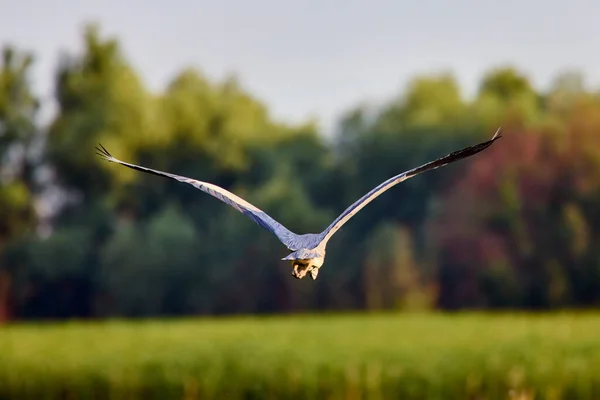 Garza Gris Ardea Cinerea Entorno Natural Del Delta Del Danubio —  Fotos de Stock