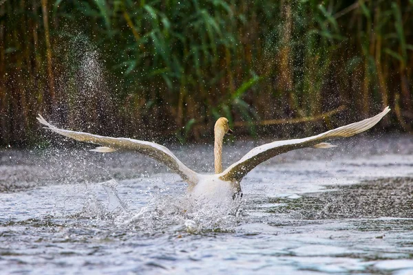 多瑙河三角洲自然环境中的天鹅 — 图库照片