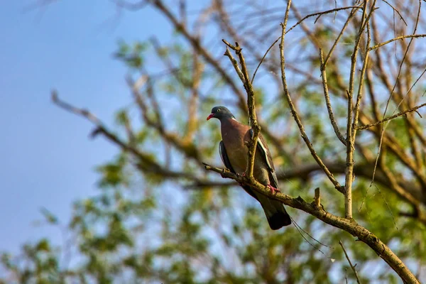 나뭇가지에 일반적 비둘기 컬럼바 — 스톡 사진