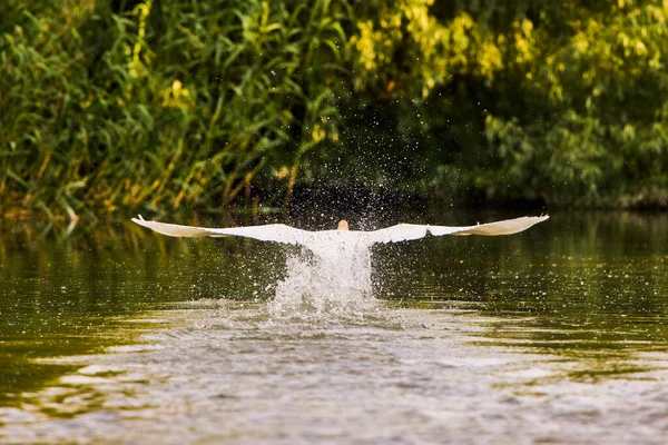 Cygnes Dans Environnement Naturel Delta Danube — Photo