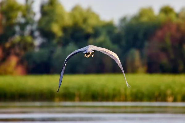 Сірий Герон Ardea Cinerea Природному Середовищі Дельти Дунаю Румунія — стокове фото