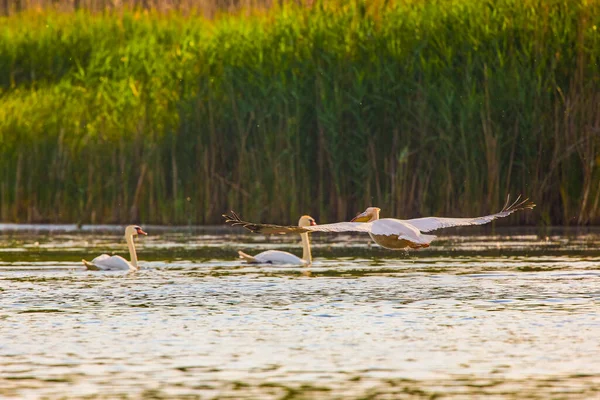 Swans Natural Environment Danube Delta — Stock Photo, Image