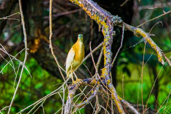 Gyllene Heron Naturliga Livsmiljöer Ardeola Ralloides — Stockfoto