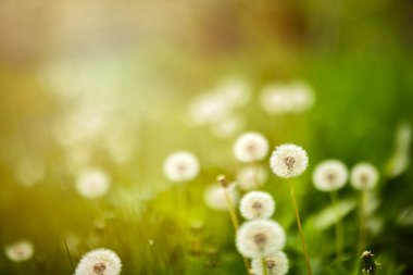 Karahindiba tohumları sabah güneş ışığı altında taze yeşil bir arka planda uçup gidiyor.