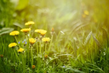 Baharda bahçede çiçek açan sarı karahindiba çiçeklerinden (Taraxacum officinale) kurtul..