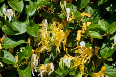 Burun deliğinde doğal bir çiçek resmi