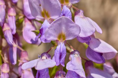 Burun deliğinde doğal bir çiçek resmi