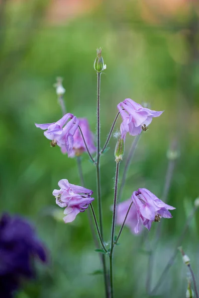 バーにある天然の花のイメージ — ストック写真