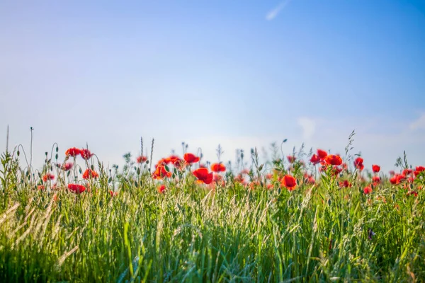 Red poppy flower on the meadow, symbol of Remembrance Day or Poppy Day.