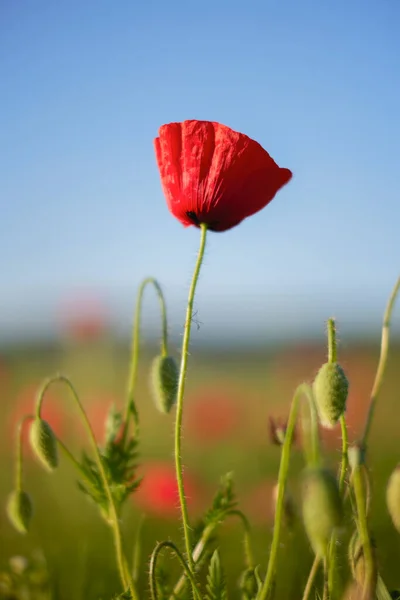 Red Poppy Flower Meadow Symbol Remembrance Day Poppy Day — Stock Photo, Image