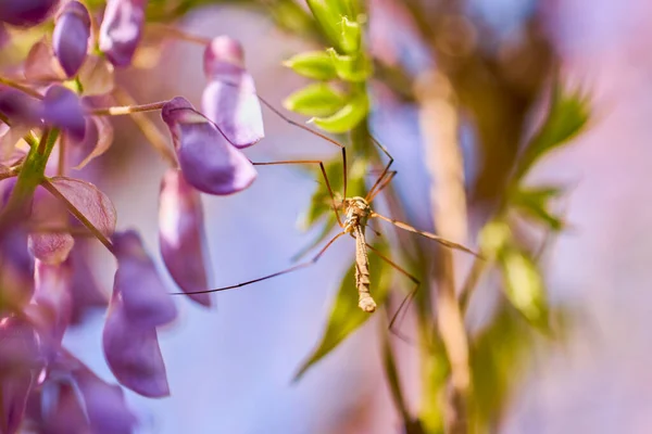 Image Avec Une Fleur Naturelle Dans Bur — Photo