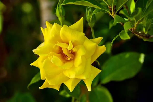 Ellow Garden Tea Rose Bush Summer Garden Flower Orange Flower — Stock Photo, Image