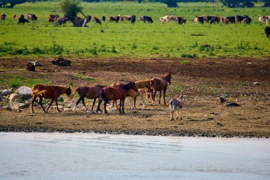 Tuna Deltası 'nda bir grup inek serbest..