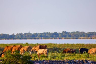 Tuna Deltası 'nda bir grup inek serbest..