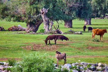 Tuna Deltası 'nda bir grup inek serbest..