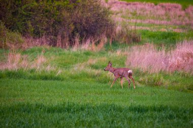 Roebuck ve geyik ailesi buğday tarlasında