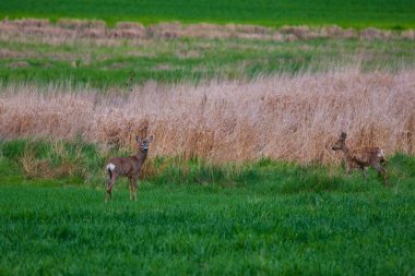 Roebuck ve geyik ailesi buğday tarlasında