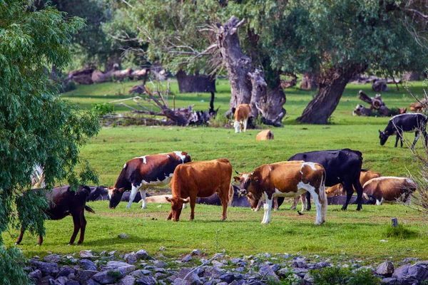 Grupo Vacas Libres Delta Del Danubio — Foto de Stock