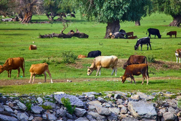 Grupo Vacas Libres Delta Del Danubio — Foto de Stock