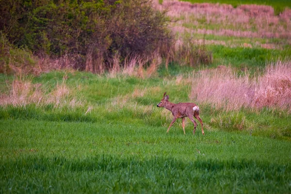 Roebuck Hert Familie Een Tarweveld — Stockfoto