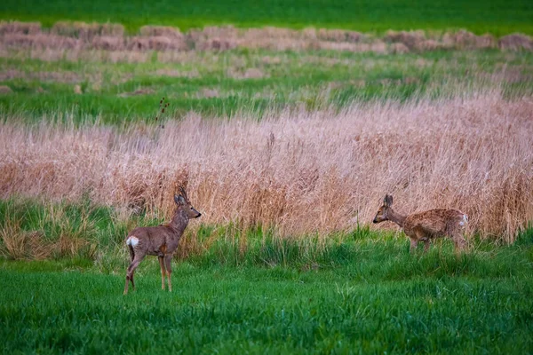 Roebuck和Deer一家在麦田里 — 图库照片