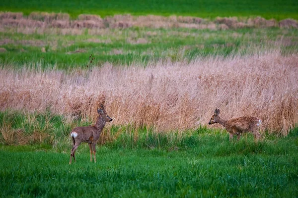 Famille Chevreuils Chevreuils Sur Champ Blé — Photo