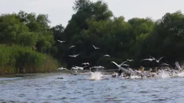 Большая Пеликанская Колония Дельте Дуная Румыния — стоковое видео