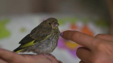 a young Florinte on a woman's hand, a species with the scientific name of Carduelis chloris.