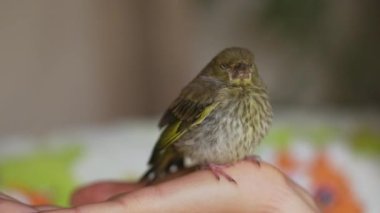 a young Florinte on a woman's hand, a species with the scientific name of Carduelis chloris.