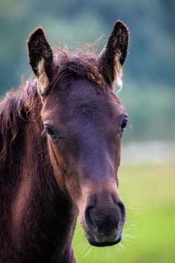 image of horses at liberty in the mountains in Romania